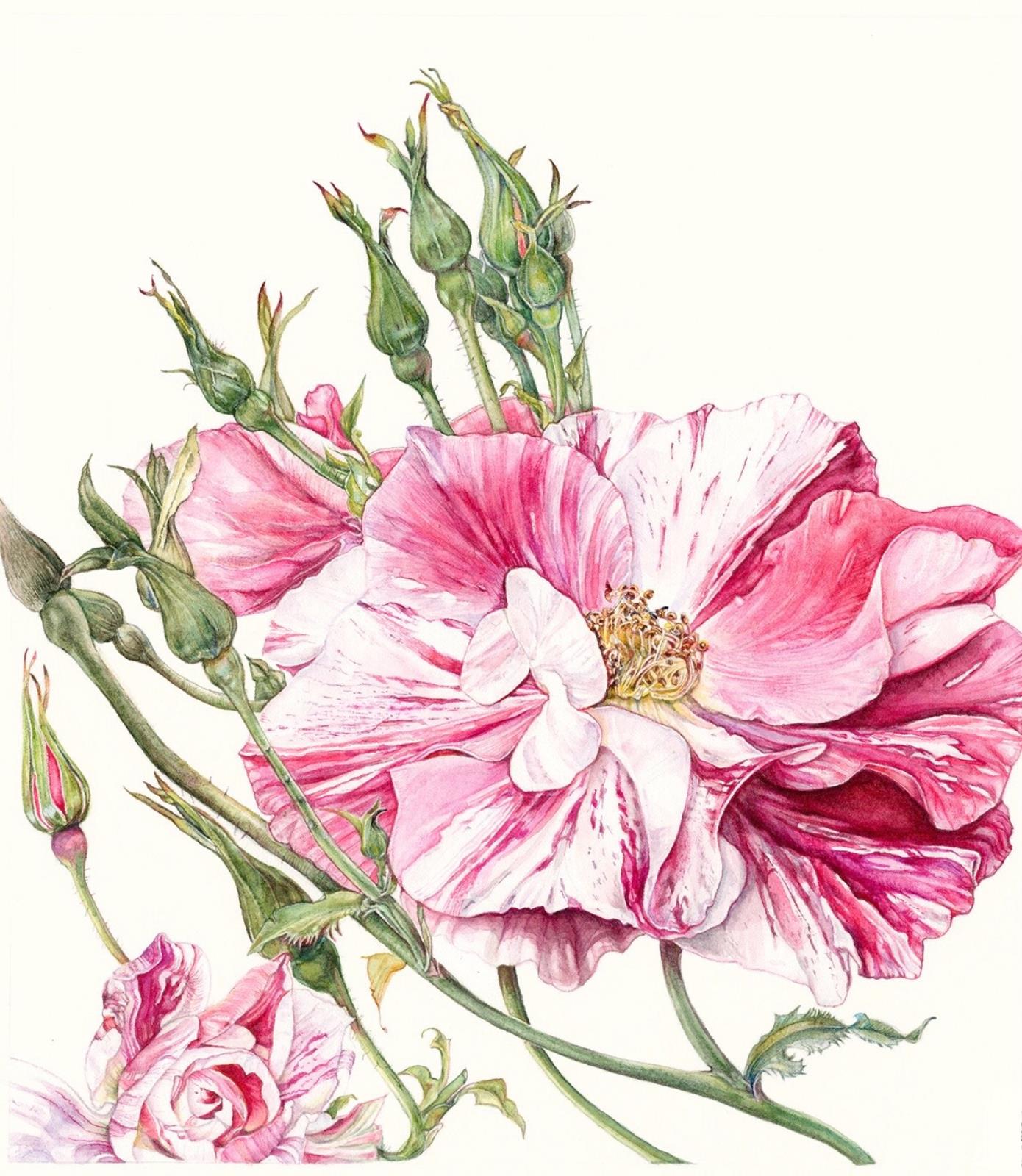 The King’s Rose